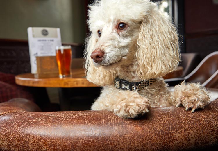 Dog Friendly Pubs